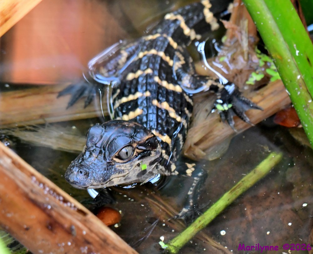 DSC_2546_001.JPG