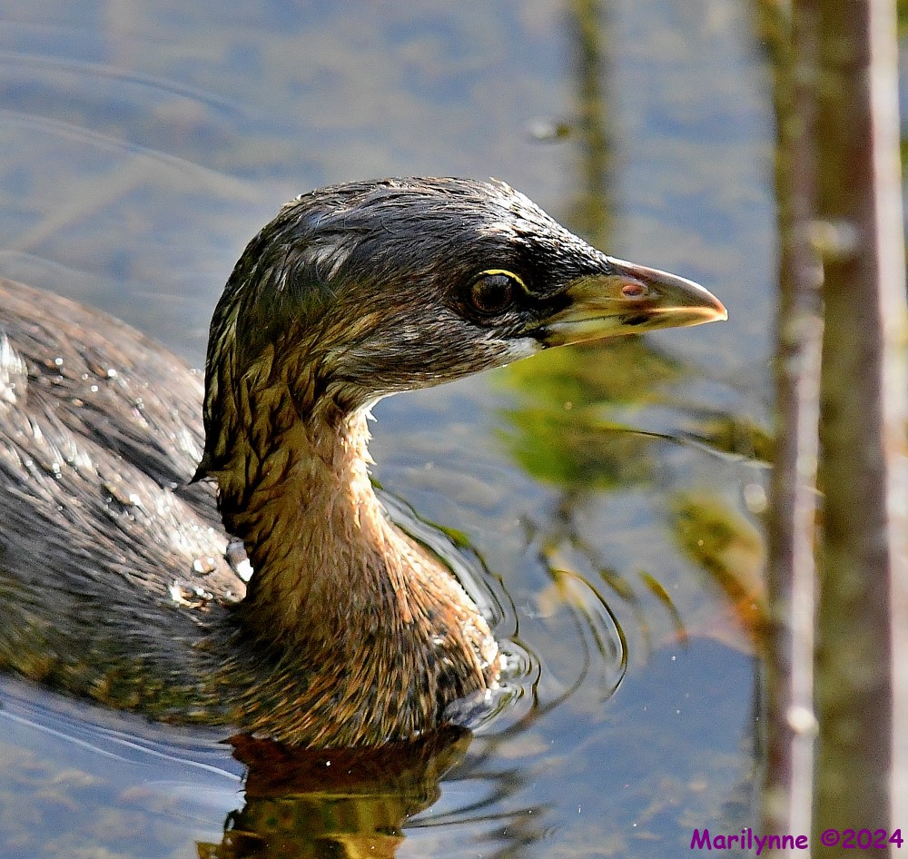 DSC_2547_001.JPG