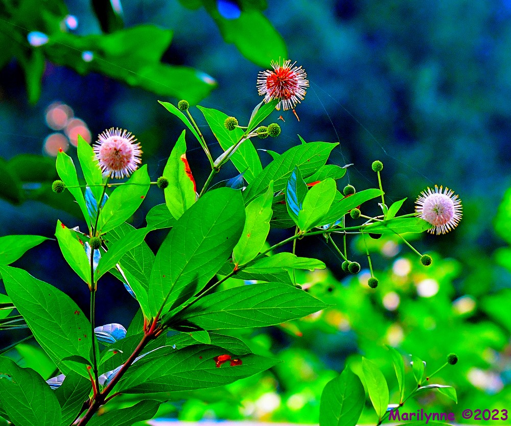 DSC_2549_001.JPG