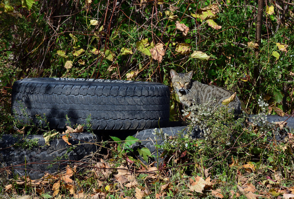 DSC_2551.jpg