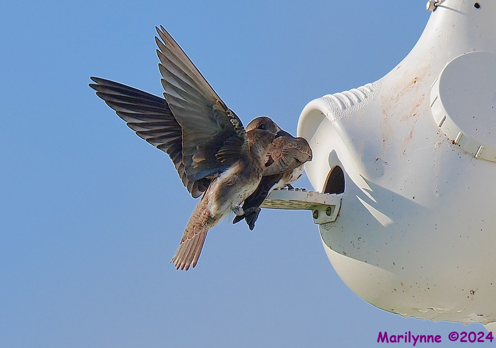 DSC_2552_001.JPG