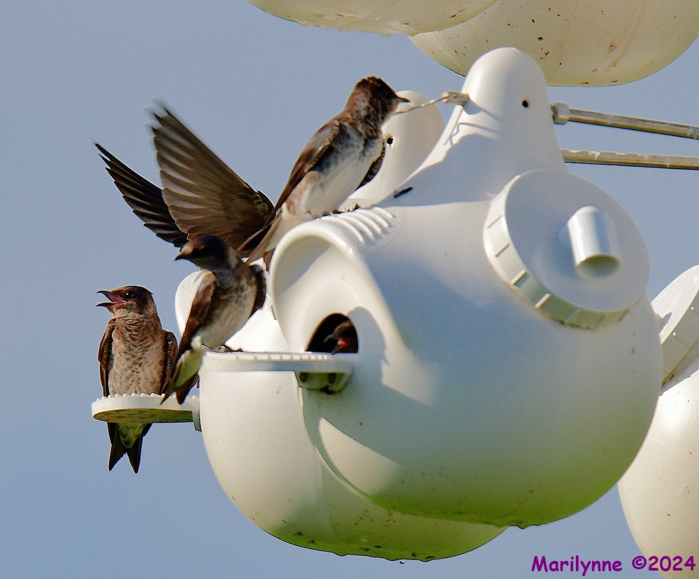 DSC_2556_001.JPG