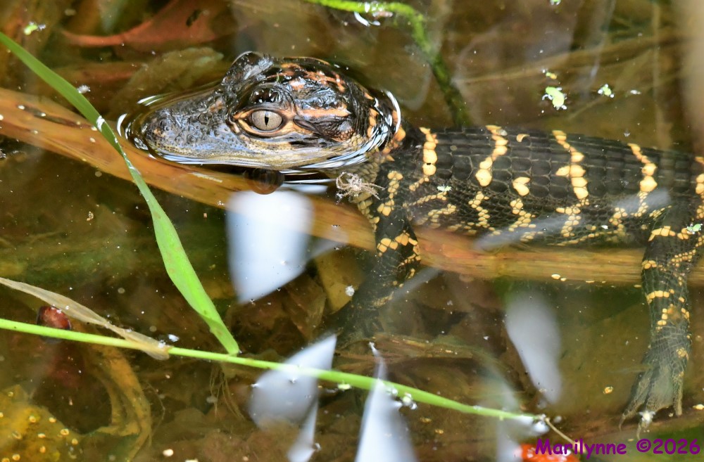 DSC_2556_001.JPG