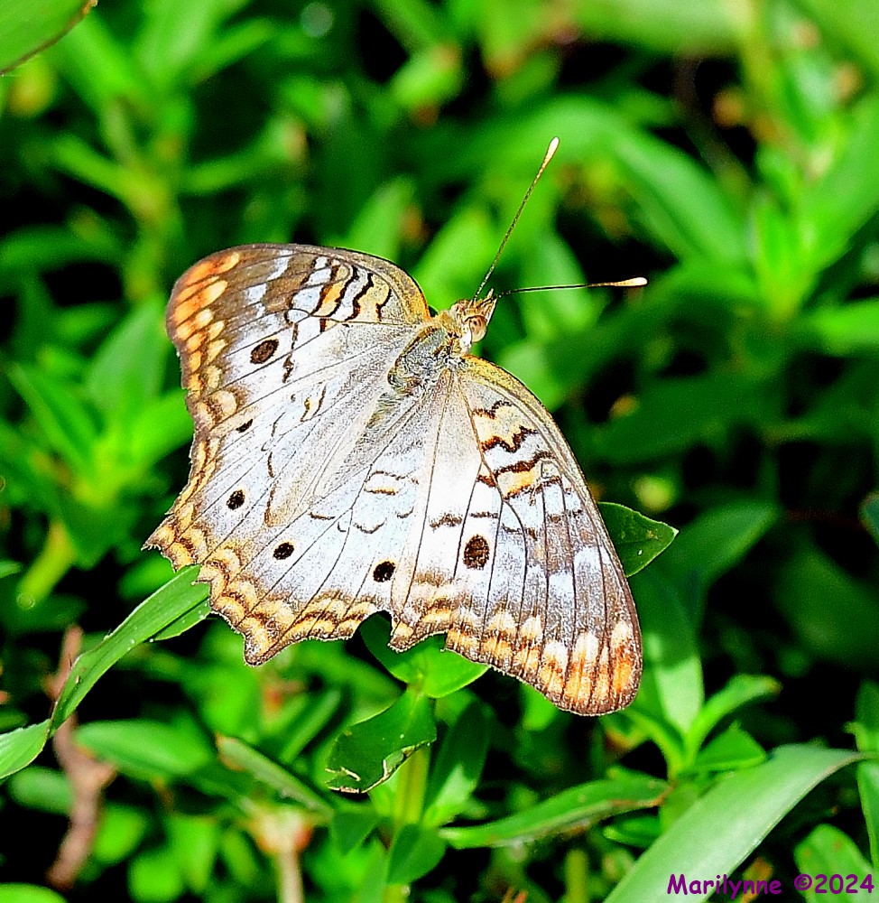DSC_2557_001.JPG