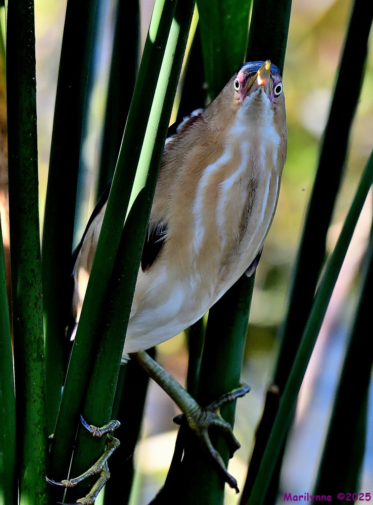 DSC_2557_001.JPG