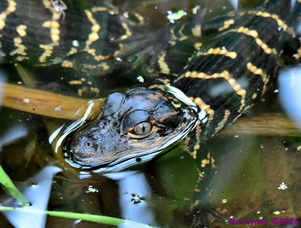 DSC_2557_001.JPG