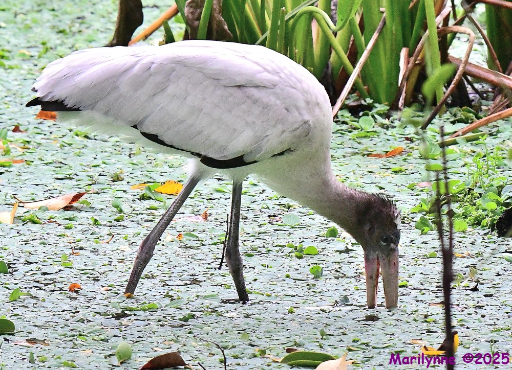 DSC_2558_001.JPG