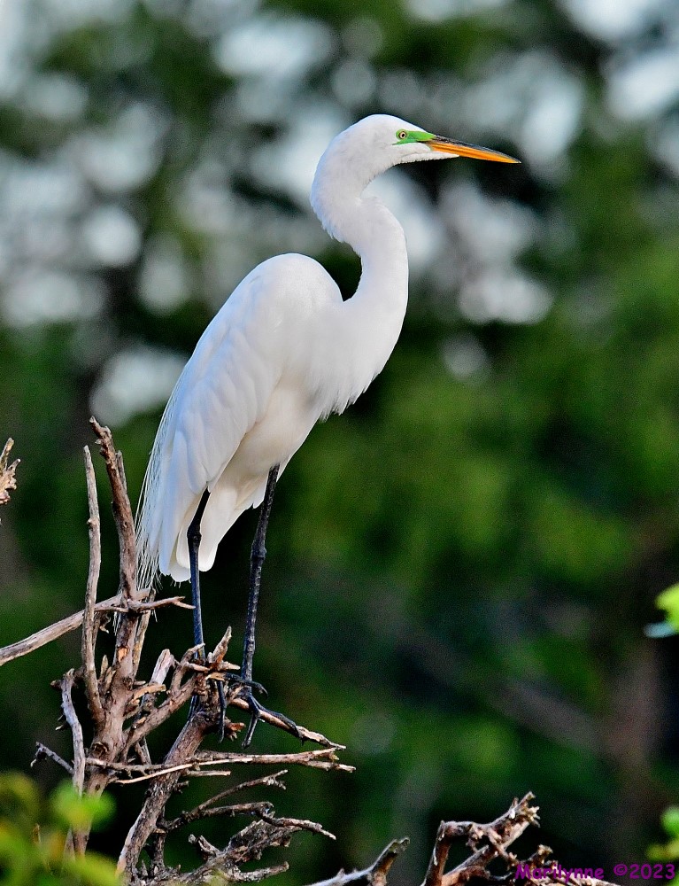 DSC_2559_001.JPG