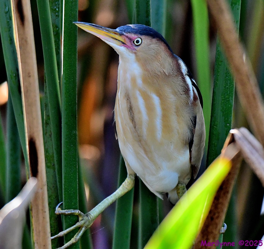 DSC_2559_001.JPG