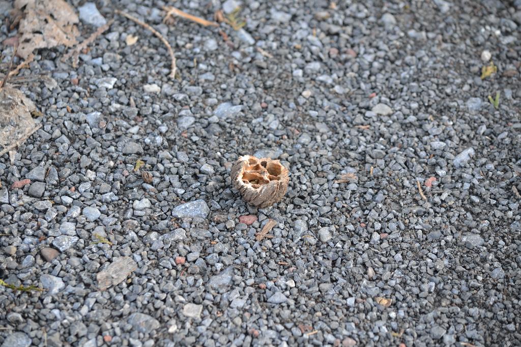 DSC_2562.jpg