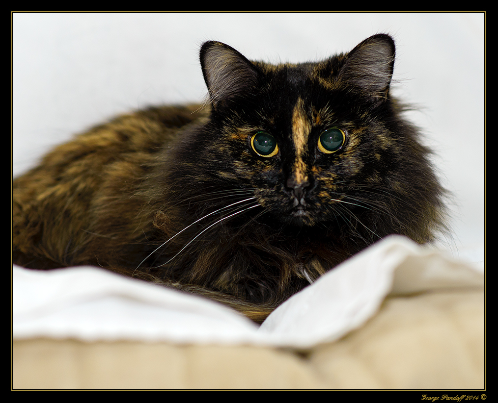 DSC_2564.jpg