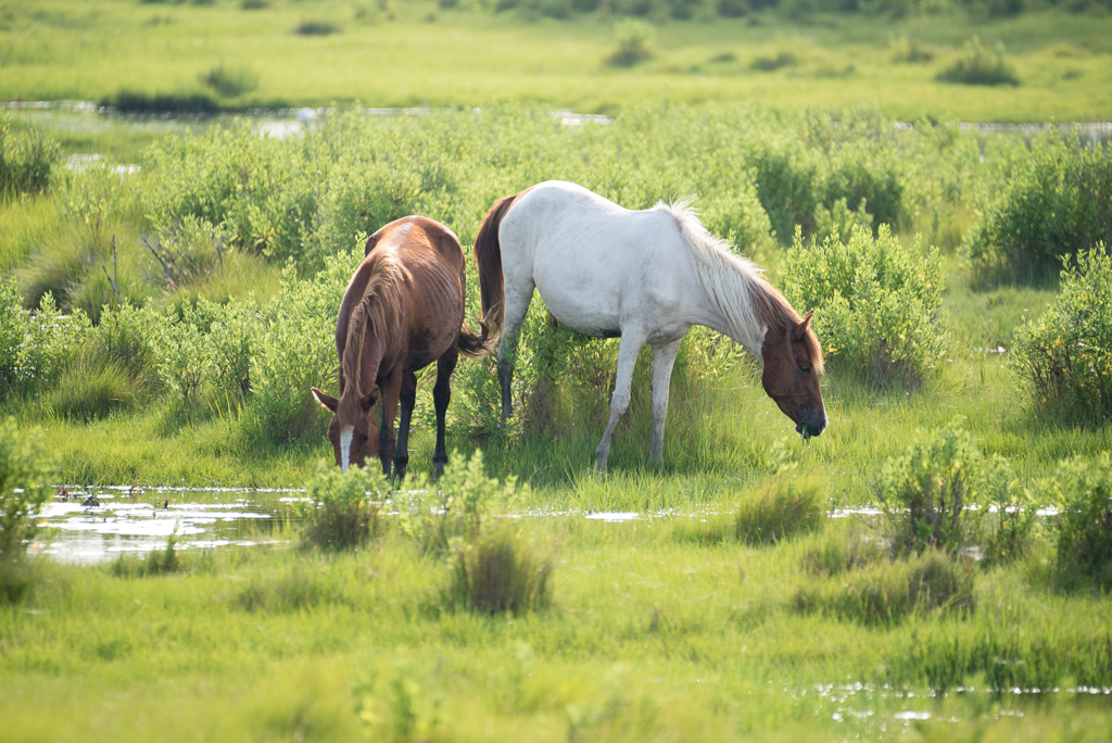 DSC_2564.jpg
