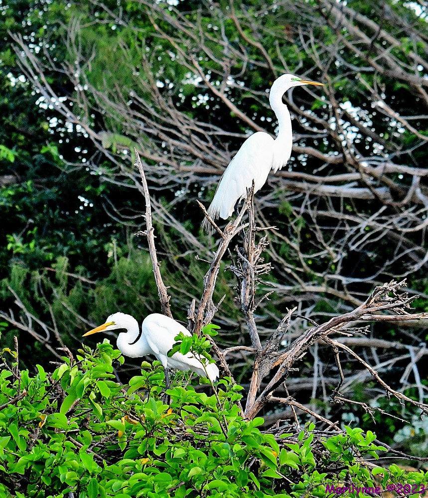 DSC_2564_001.JPG
