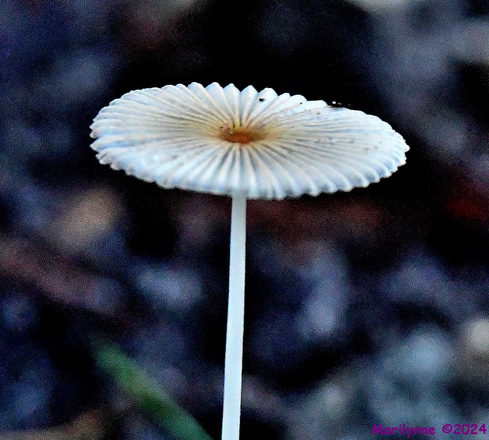 DSC_2564_001.JPG