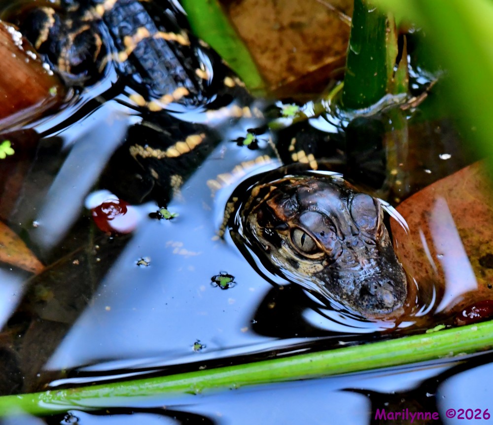 DSC_2564_001.JPG