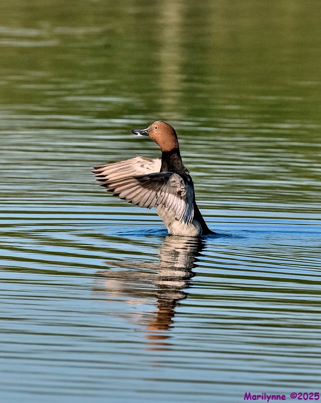 DSC_2565 copy_001.JPG