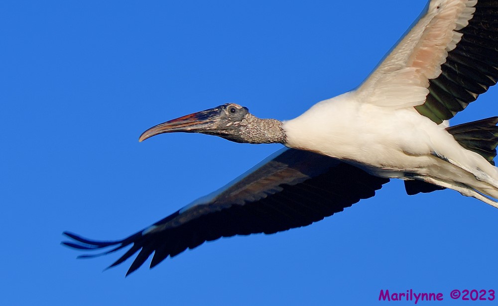DSC_2566_001.JPG
