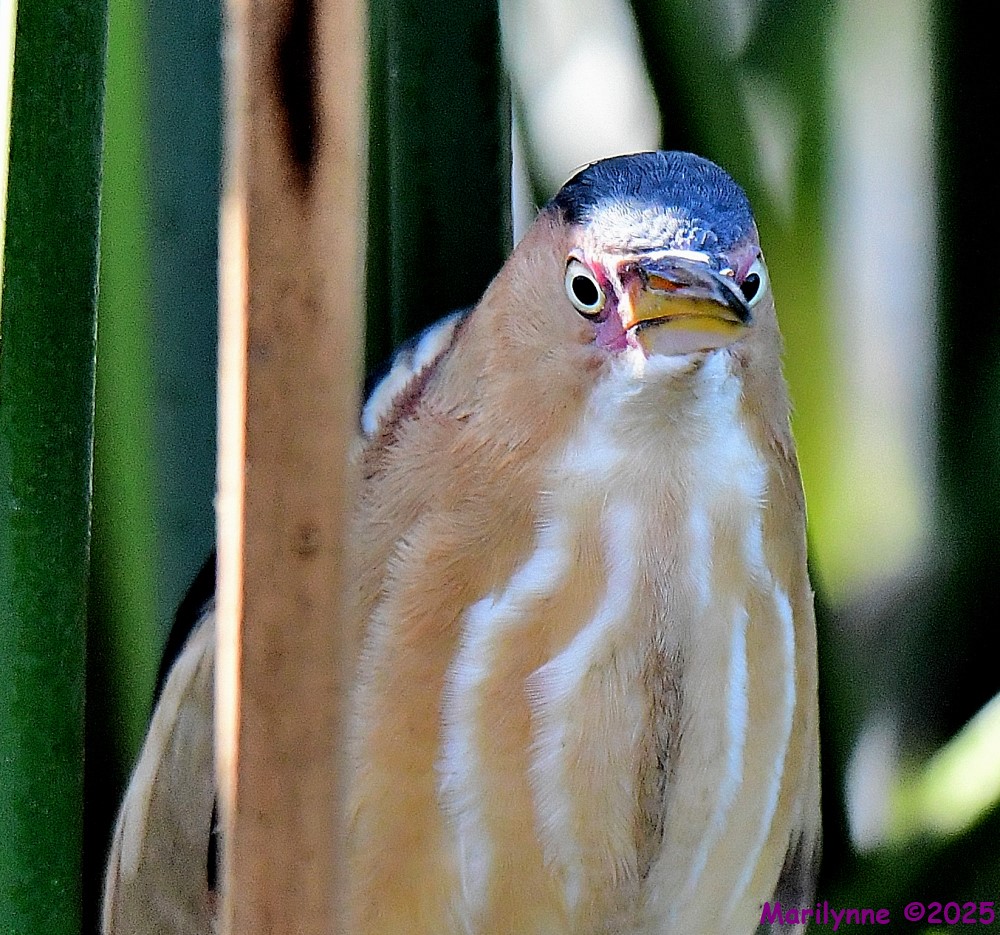 DSC_2566_001.JPG