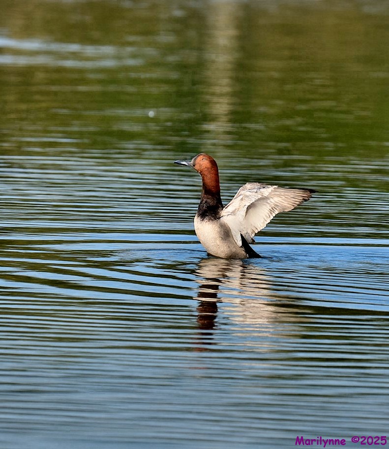 DSC_2567 copy_001.JPG