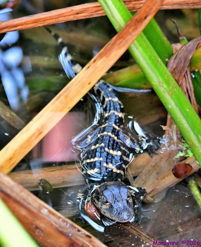 DSC_2567_001.JPG