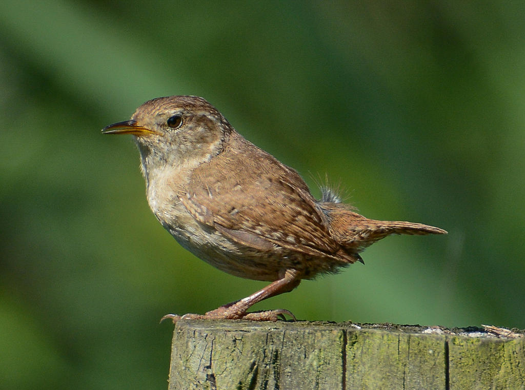 DSC_2568-2.jpg