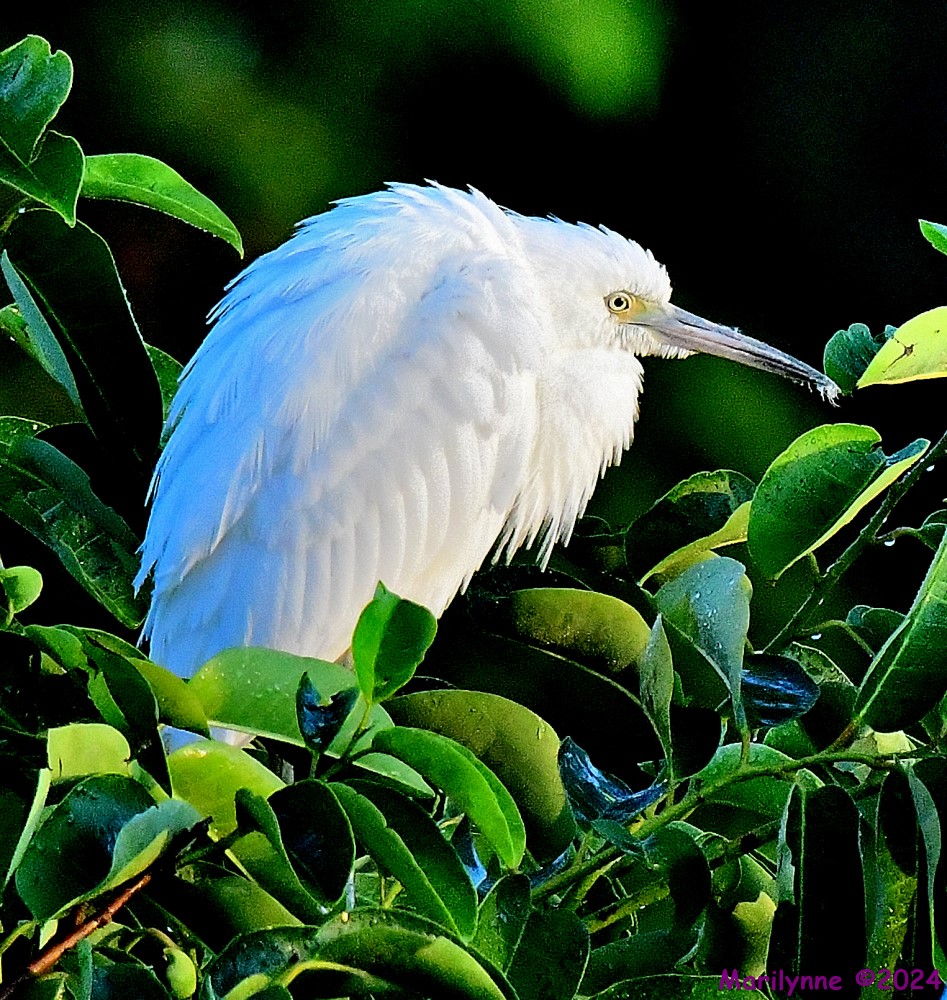 DSC_2570_001.JPG