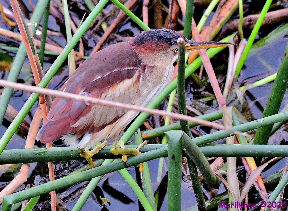 DSC_2570_001.JPG