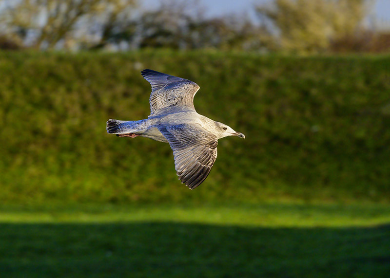 DSC_2571.jpg