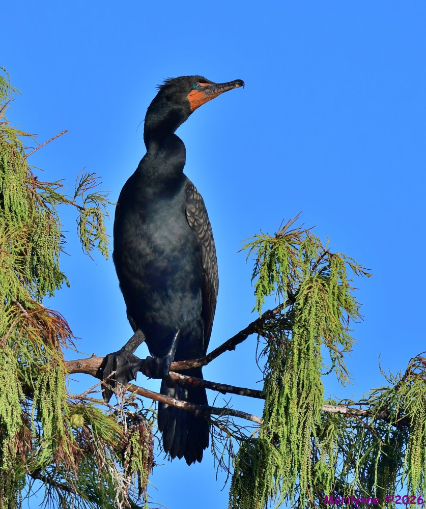 DSC_2572_001.JPG