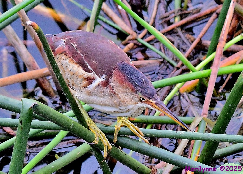 DSC_2574_001.JPG