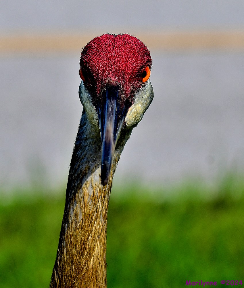 DSC_2575_001.JPG