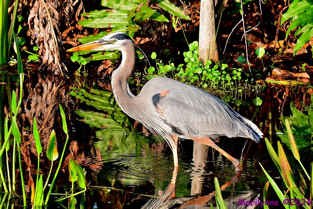 DSC_2577_001.JPG