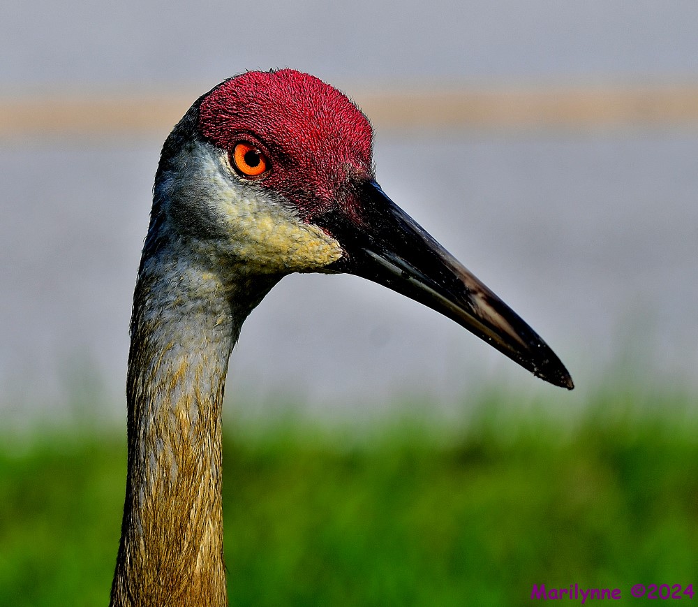 DSC_2577_001.JPG