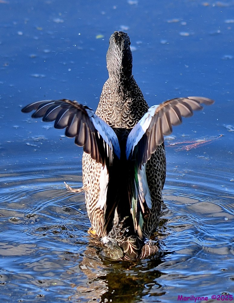 DSC_2579_001.JPG