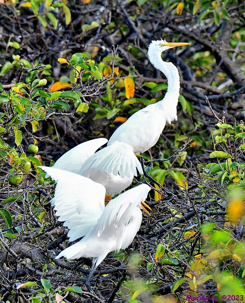 DSC_2580_001.JPG