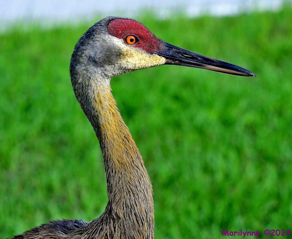 DSC_2581_001.JPG