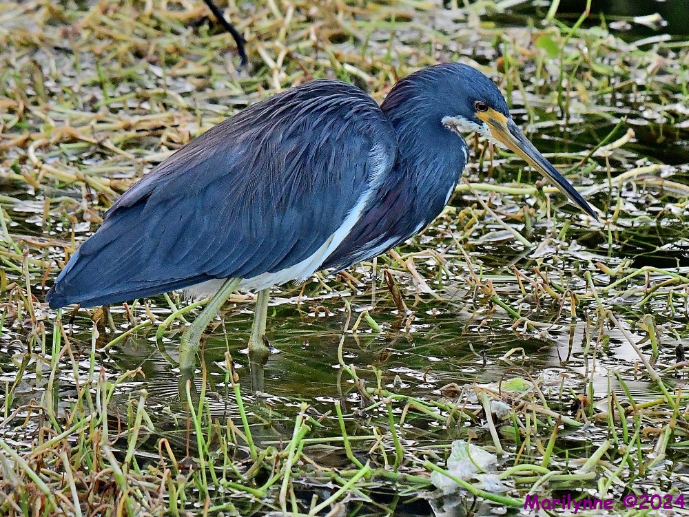 DSC_2581_001.JPG