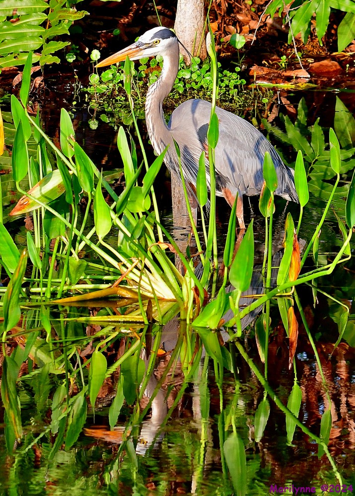DSC_2584_001.JPG
