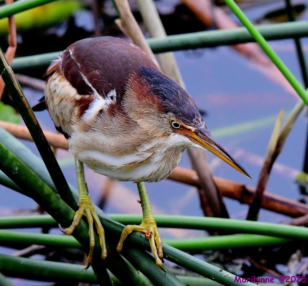 DSC_2584_001.JPG