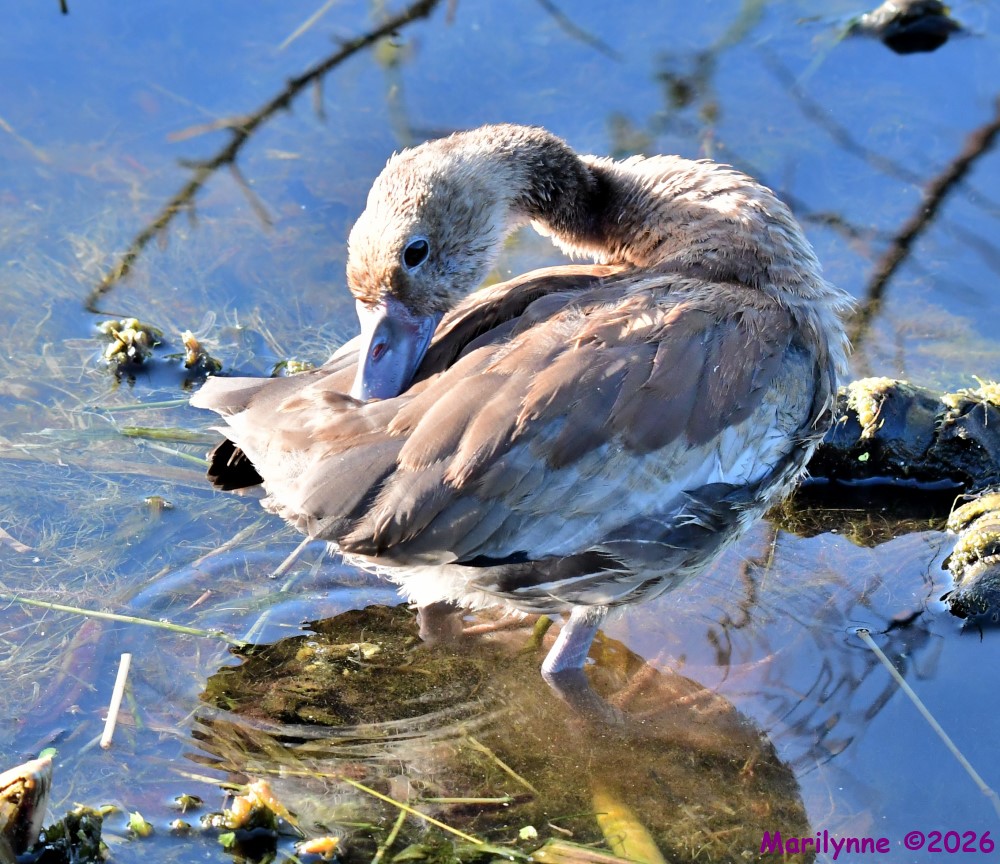 DSC_2585_001.JPG