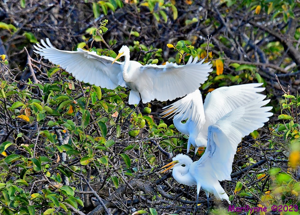 DSC_2586_001.JPG