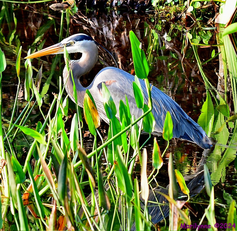 DSC_2586_001.JPG
