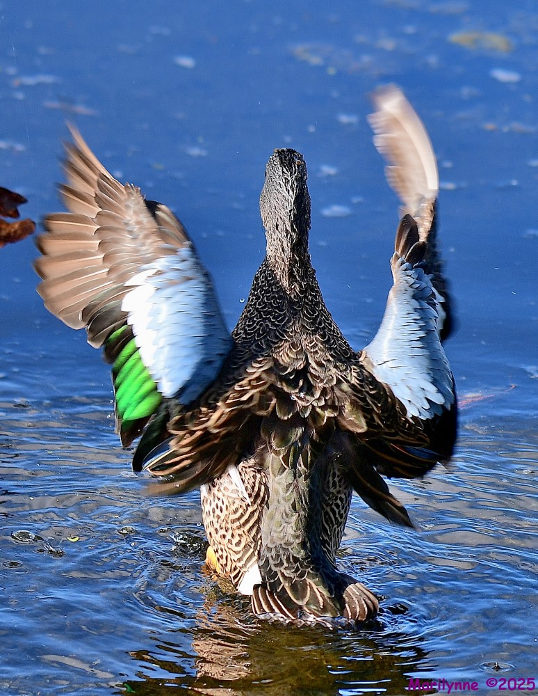 DSC_2586_001.JPG