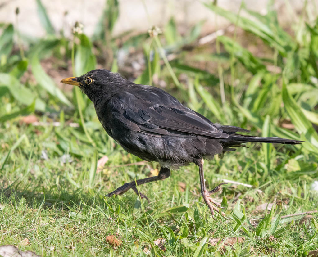 DSC_2587.jpg