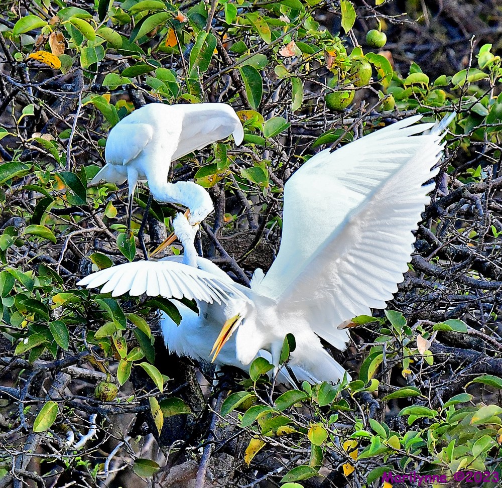 DSC_2587_001.JPG