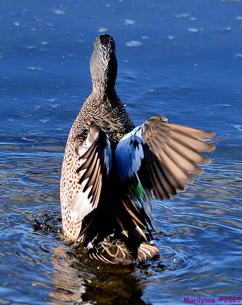 DSC_2587_001.JPG