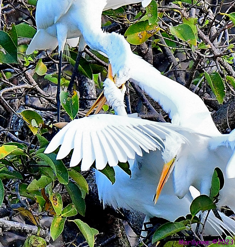 DSC_2588_001.JPG
