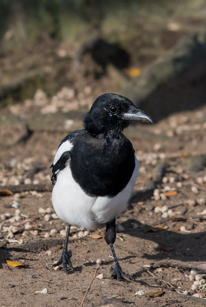 DSC_2589.jpg