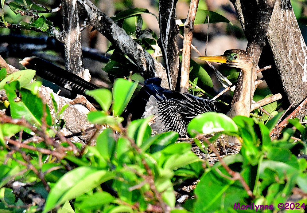 DSC_2589_001.JPG
