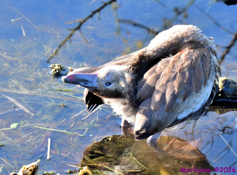 DSC_2589_001.JPG